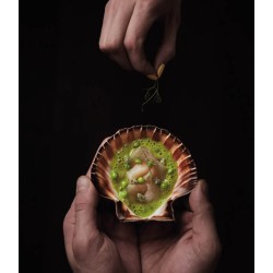 Cookbookstore - Montagud - Apicius 37 (November 2021)